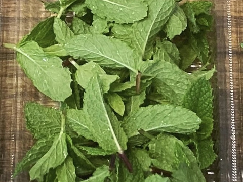 富山県産 ペパーミント フレッシュ 約100g