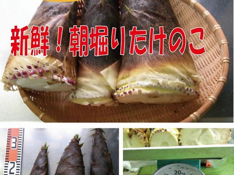 【最短発送】兵庫産朝掘りたけのこ2.6kg