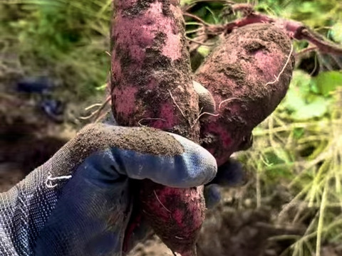 【父の日ギフト】🌻干し芋＆チップス🌻  アグロファームの『紅はるか』お菓子３種類セット 🍠 一口食べたら止まらない!?イチ押し☆さつまいもチップス♪ と 一番人気干し芋『蜜千姫』