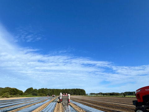 【11月限定】にんにくの王様　青森にんにく『白玉王』特大バラにんにく(500g)