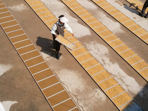 令和7年新米】 精米30kg コシヒカリ 淡路島産：兵庫県産のお米｜食べ