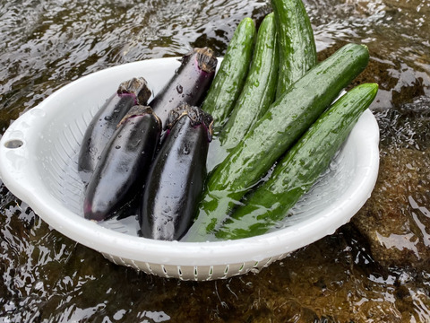 期間限定　箱一杯！訳あり旬の高原夏野菜セット　B品 (kyuuri)