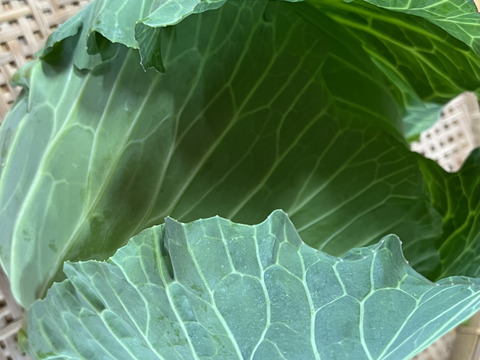 【福袋】朝どれ新鮮！ふくぶくろ野菜大入りセット