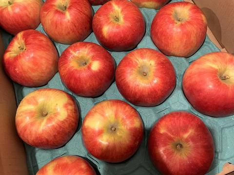 16ケースできました！【りんごの概念変わります】見た目は悪いです！奥州ロマン 訳あり品 5キロ箱 15玉から33玉くらい ID12924 長野 信州 安曇野 リンゴ 幻 幻のリンゴ  希少  甘い