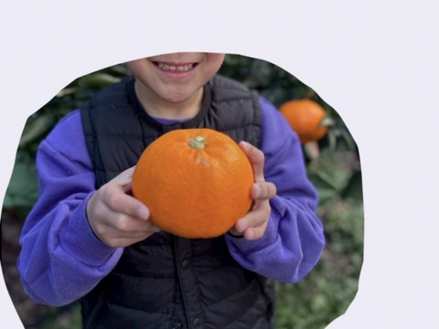 柑橘の大トロせとか　12個入り