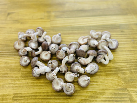 新鮮！肉厚ジューシー椎茸【ミニサイズ１ｋｇ】
