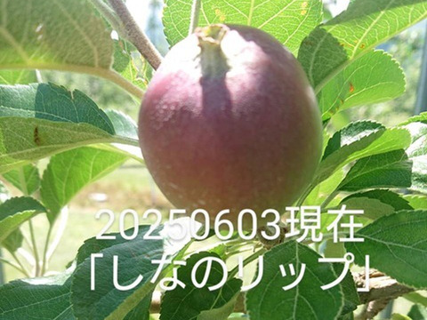 「しなのリップ約10kg」「夏りんごの主役」！長野県オリジナル品種。果汁が多く甘味と酸味のバランスが良い。夏収穫りんごを食べるなら押さえておきたい品種です。お届け後冷蔵庫にて