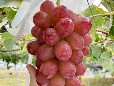 北信州産！家庭用クイーンルージュ総量1kg（2房）：長野県産のクイーン