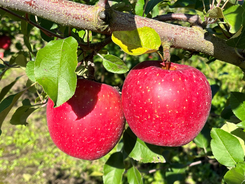 ミックス　王林&葉取らずコスモふじ　家庭用2kg【5～10個】