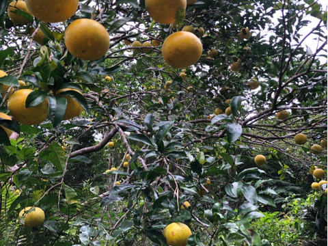 奄美大島の島はっさく☆完全農薬不使用栽培(八朔)○ご家庭用５キロ○プリプリでとってもジューシー！是非一度お試し下さい🍊