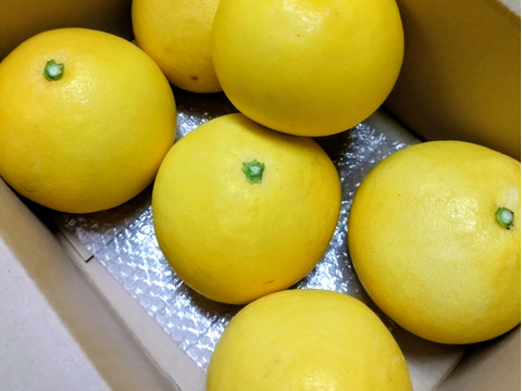 太陽の力！文旦　～家庭用3㌔～
サイズ色々6個以上