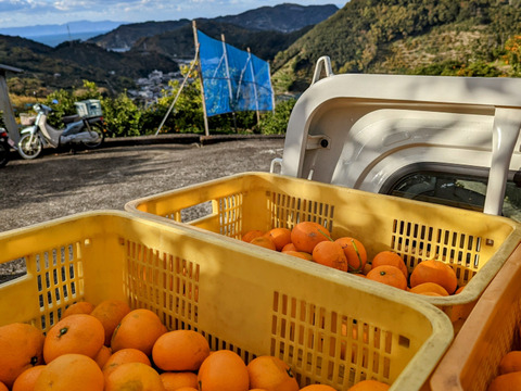 蔵出しみかん約3kg世界農業遺産認定の和歌山県海南市下津町の特産品