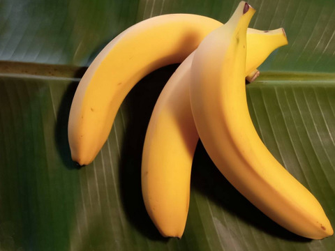 安心・安全の贈答用 農薬不使用バナナ5本入り