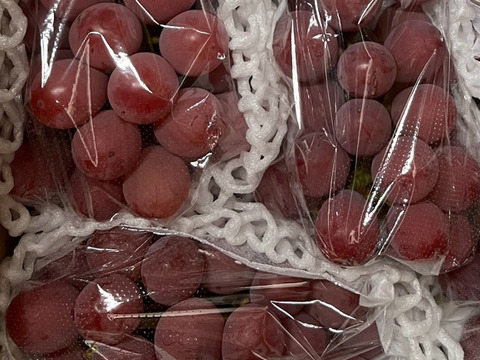 【ご自宅用・農園イチ押し！】クイーンニーナ1.2kg箱 ピンクの可愛いレア品種（農園内人気No.1）