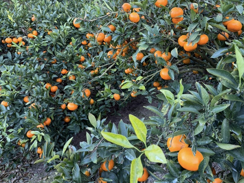 【数量限定】〈小玉・訳あり〉味が濃い！瀬戸内育ち 石地みかん５㎏｜今が最旬！！濃縮甘み✨