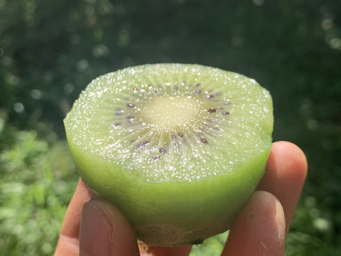 おまけ&レシピ付き！熟すと甘〜いグリーンキウイ！みつばちキウイ®中玉450g＋甘夏1個〈農薬・化学肥料不使用〉