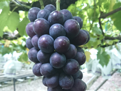 【常温便】果汁たっぷり！種なしぶどう巨峰あわせて3キロ