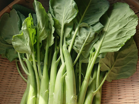 川辺農園 アジア野菜おまかせセット（4～6種類）中国野菜