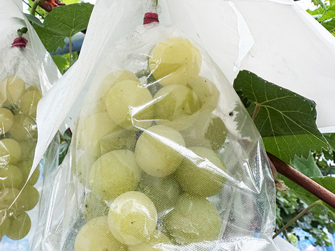 【サングラスぶどう】次世代ぶどう！岡山県産種なしマスカサーティーン（約1kg、2～4房）