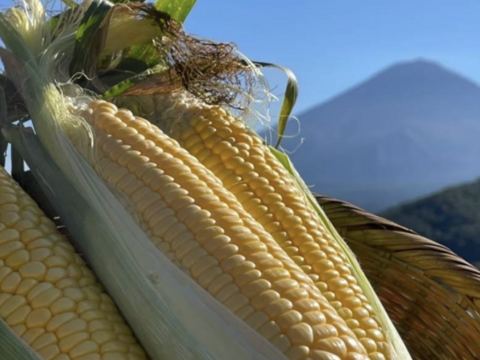 【半生熟成】スイートコーン10本【早朝収穫】
