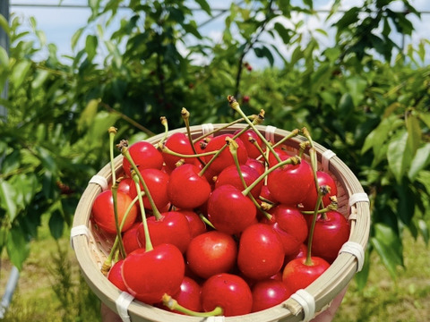【紅さやか】さくらんぼ 山形県東根産 Lサイズ以上秀・特秀品 200g×2パック