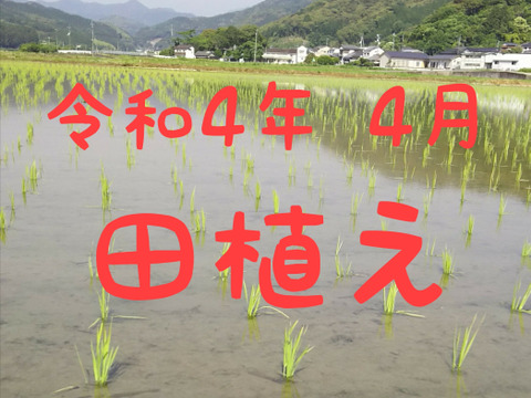 令和4年産 高知県産 新米コシヒカリ 玄米20㎏(袋込み)