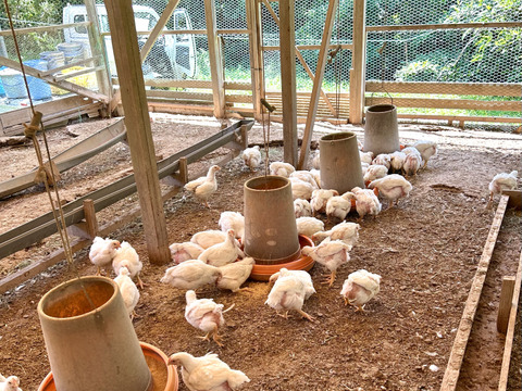 【投薬ゼロ】【夢丸鶏】丸鶏　1,500g