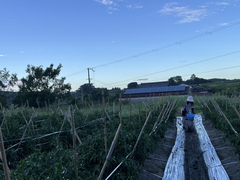 『淡路島五色産さららピーマン約1ｋｇ』ビタミンたっぷり！肉厚、美味！採りたて発送
