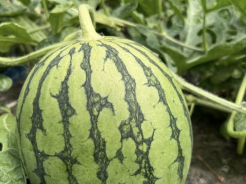 最初に実る特別な甘さのご褒美スイカ｜すいか・ピノガール2玉