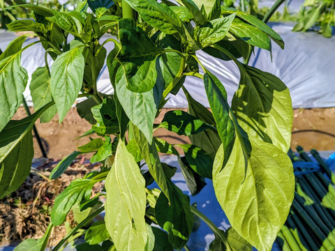 とっても甘い普通のピーマン1kgセット