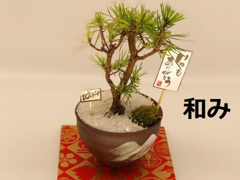 【敬老の日ギフト】ミニ松盆栽（台座付き）