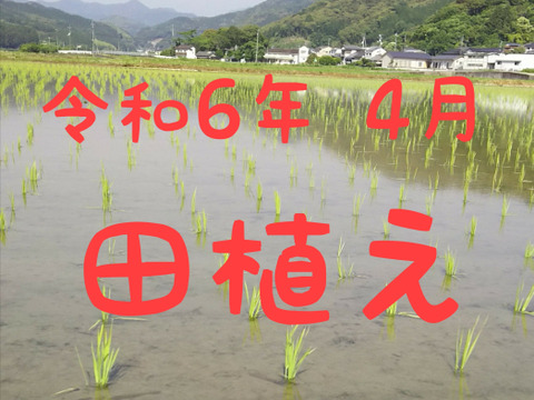 令和6年産 高知県産 コシヒカリ 玄米30㎏(袋込み)：高知県産のお