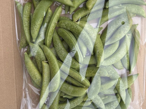 【訳あり特価】鹿児島県指宿産 スナップエンドウ 500g（霜凍）【約40g増量】