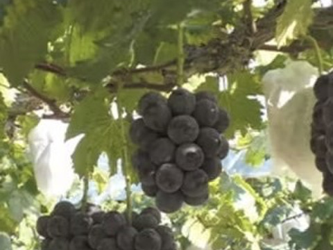 【自家栽培の生食葡萄で作った】美味しい赤ワイン　アルコール分　10%