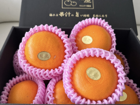 🏆みかん柑橘グランプリ2026最高金賞含む最多４部門受賞の木熟せとか！大感動！樹上完熟させた濃厚な甘みの大トロせとか！とろける甘さと上品な味わい！「木熟せとか」厳選プレミアム　約１．４ｋｇ【401】