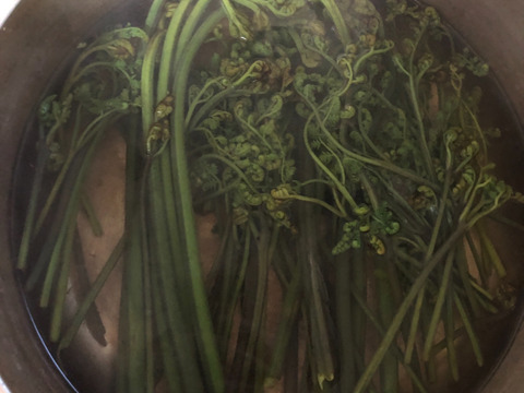 【有馬温泉の麓】兵庫県産 天然 生わらび たっぷり300g 4月下旬頃〜順次発送🚛