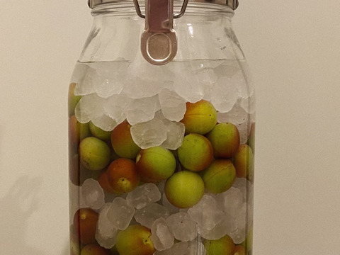 採りたて発送‼︎お買得【小梅約3kg】梅酒・梅シロップ用小さめ小梅♪