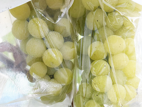 【サングラスぶどう】次世代ぶどう！岡山県産種なしマスカサーティーン（約1kg、2～4房）