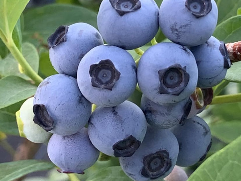 ”ベリーさん”の完熟ブルーベリー品種ミックス 1㎏（125g×8パック）【生食用】