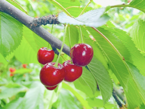 【紅秀峰】さくらんぼ 山形県東根産 1kg L.2L 手詰め贈答用