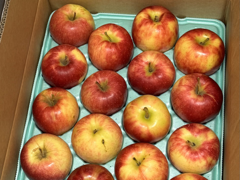 完売御礼🍎訳ありご家庭用🍎ジョナゴールドたっぷり10kg 農薬半減栽培✨ジューシーで爽やかな酸味🍎青森県特別栽培認証