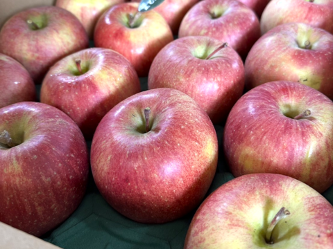 経典ブランド 🍎5キロ🍎葉とらずふじ【家庭用】13玉～23玉 青森りんご 果物