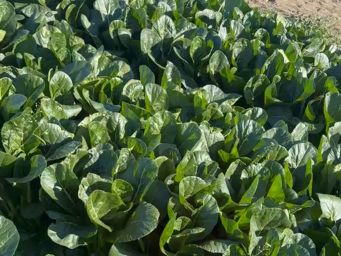 1袋149円！きゅうり社長の不揃い【小松菜】5kg  約14袋 数量限定／朝どり新鮮／常温配送