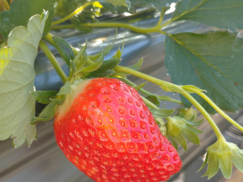 まるで宝石箱や〜！章姫イチゴ（ネット包装）