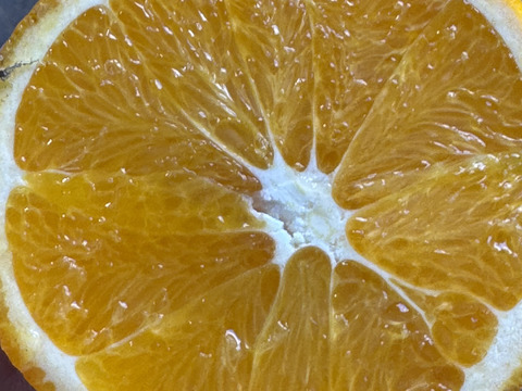 島育ちのネーブル