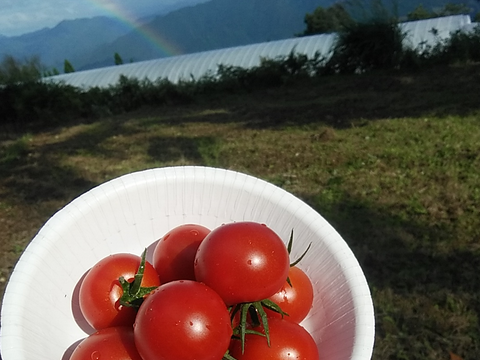 世界で認められた傾斜地農法でつくる！　甘さたっぷり山のトマト！世界農業遺産認証品！1.2kg（6袋入り）