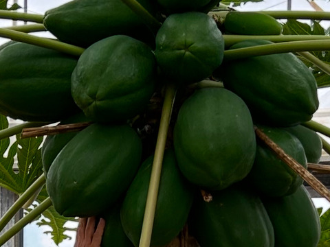 宮古島産　パパイヤしりしり・1,200g  ( 300g×4真空パック)