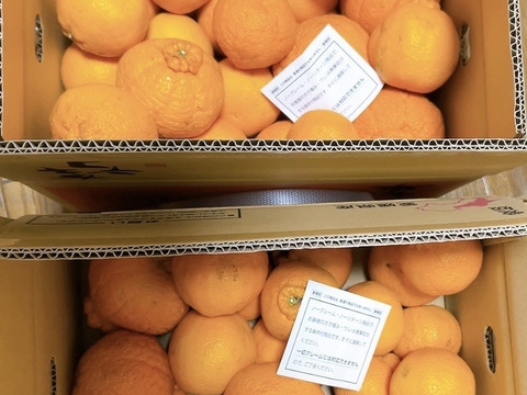 【商品情報確認必須】ガキデコ10キロ