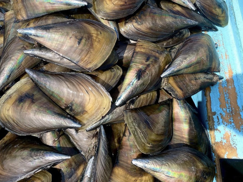 【事前予約】❗️寒の極旨❗️

日間賀島 漁師直送《下処理済》平貝3枚セット

※2月15日ぐらいから発送開始！