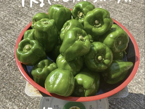 10/31締切‼︎甘くて辛い！長野・信州の伝統野菜ぼたんこしょう（１ｋｇ  約１５〜２０個）